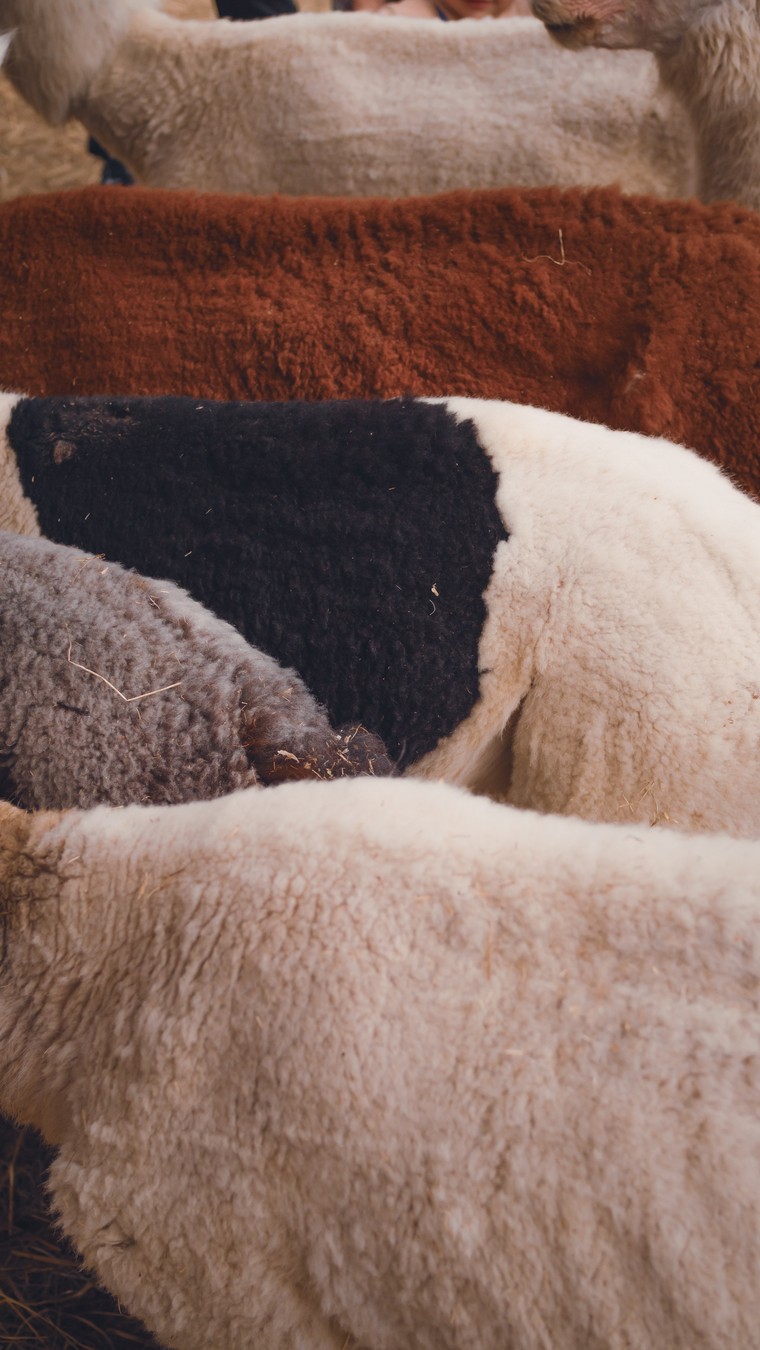 На ферму альпак — из Владивостока (13/16)