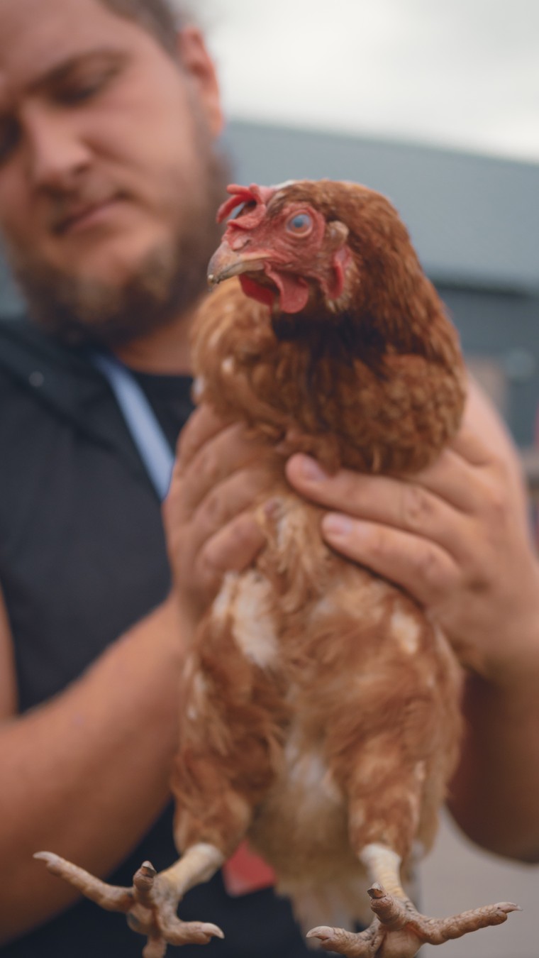 На ферму альпак — из Владивостока (15/16)