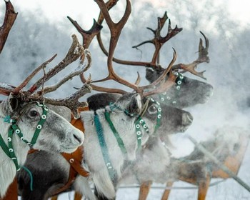 Саамская культура и забавы