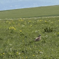 Фото отзыва 3: экскурсия "Плато Бермамыт: лучший вид на Эльбрус"