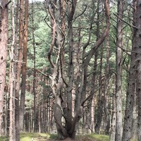 Фото туриста Марина 3 - Куршская коса, орнитологическая станция и Танцующий лес (из Зеленоградска)