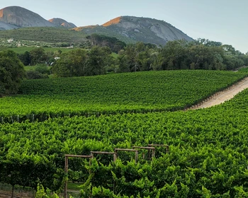 Винный день