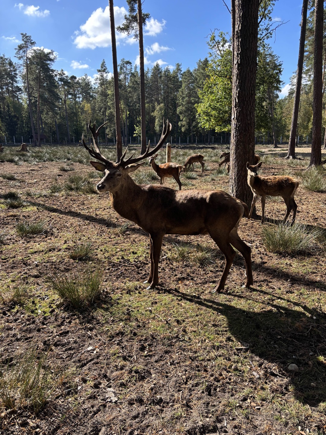 Групповая экскурсия в Брест и Беловежскую пущу (Альбина)