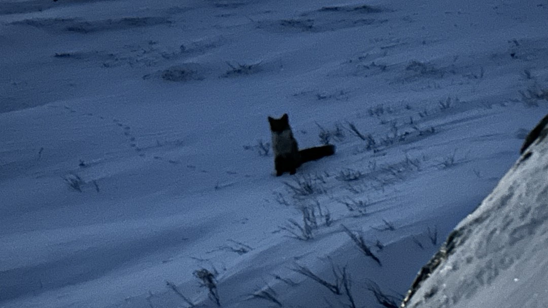 Из Мурманска - по следам снежного человека на снегоступах (Валерий)