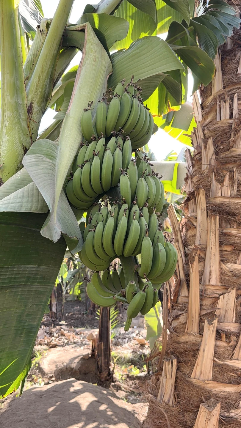 Из Хургады - в Дендеру и Луксор (Марина)