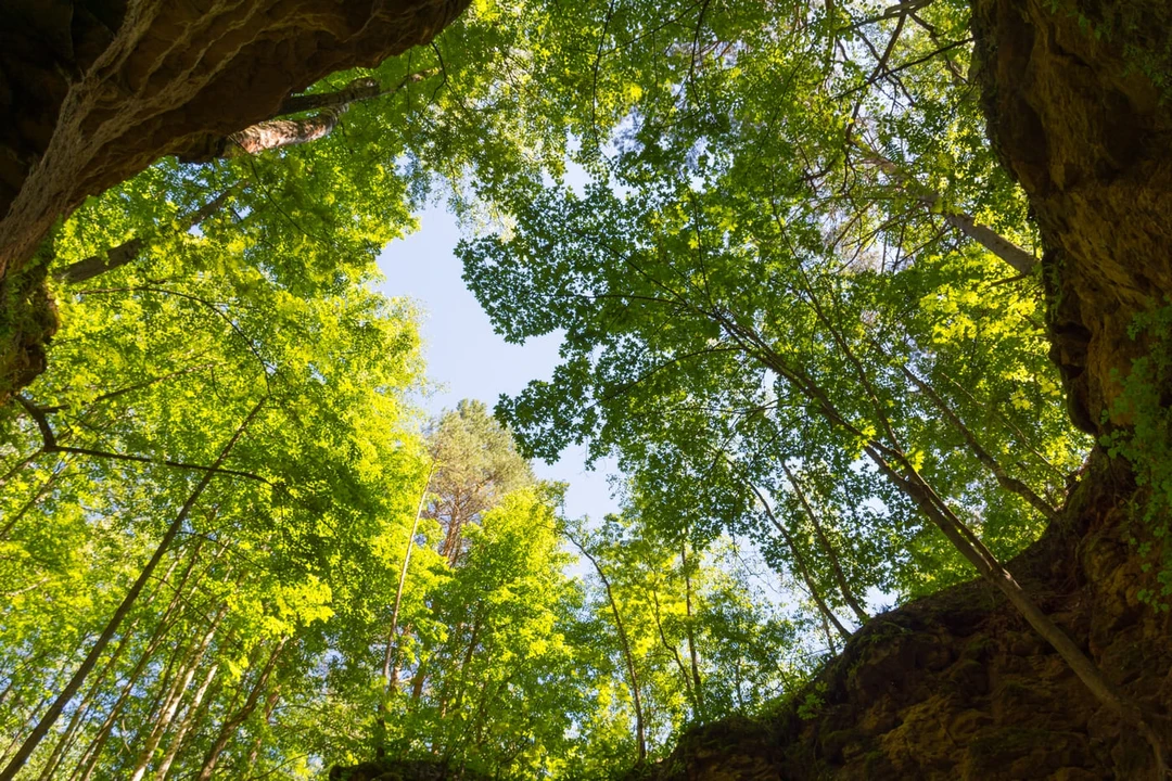 Ичалковский бор