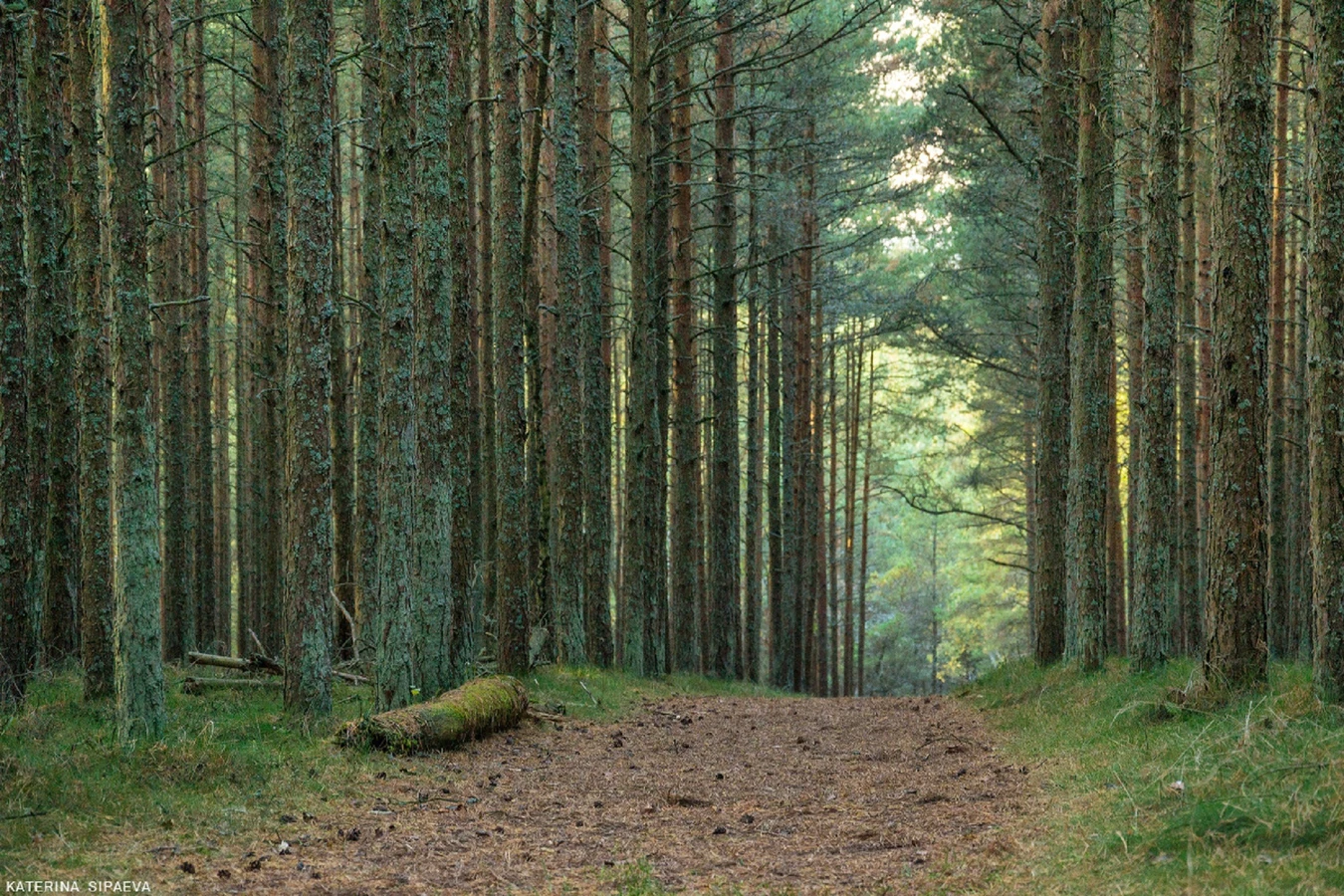 Куршская коса — природное чудо Балтики (из Зеленоградска)