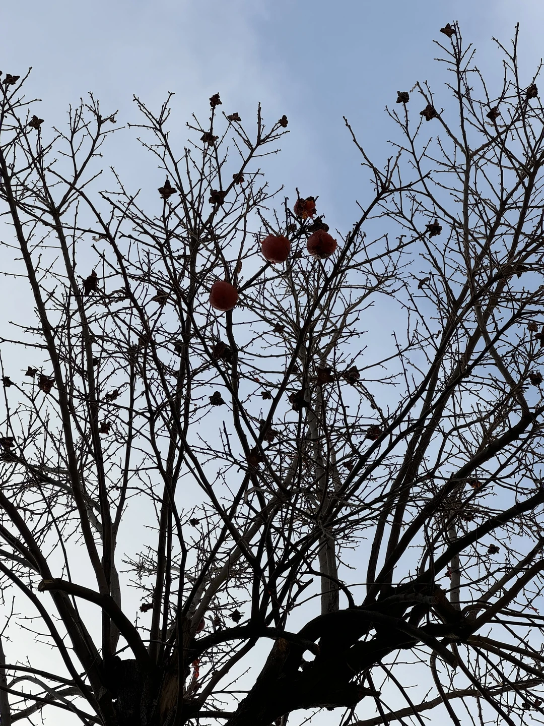 Старый город Баку: история и узкие улочки (Евгения)