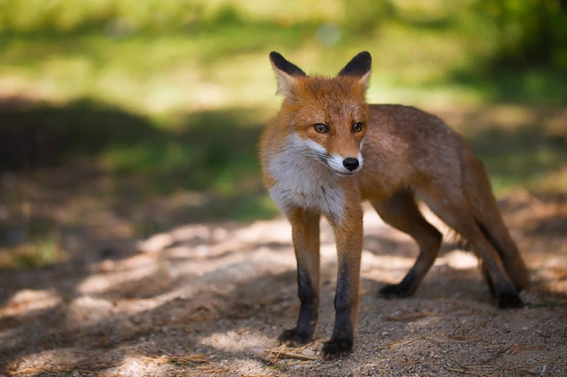 Куршская коса - природное чудо Балтики (из Зеленоградска)