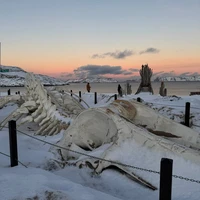 Фото отзыва 2: экскурсия "Киты, тюлени и невероятная Териберка"