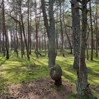 Фото отзыва 4: экскурсия "Из Светлогорска — на Куршскую косу и в Зеленоградск!"