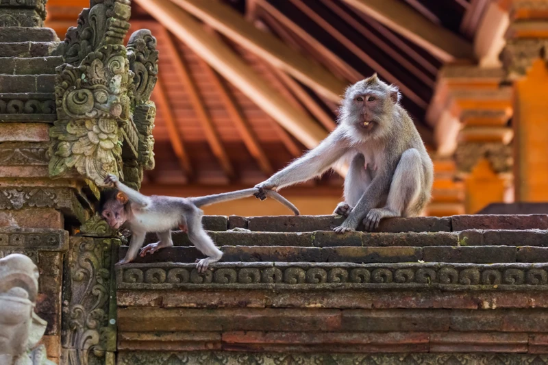 Бали изнутри