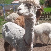 Фото отзыва 1: экскурсия "7 чудес ущелья Хасаут из Кисловодска"