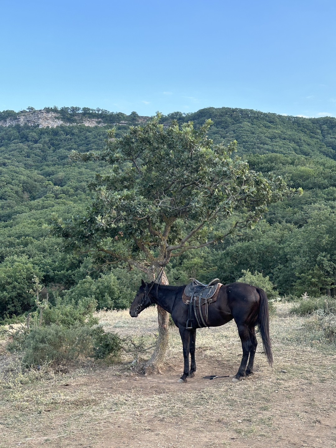 Мы идём с конём: прогулки на лошадях в Агачауле (ирина)