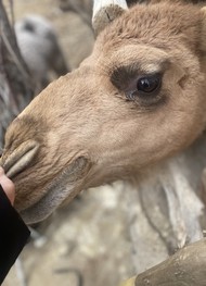 Фото отзыва 4: экскурсия "Древние крепости пустыни Кызылкум из Хивы"