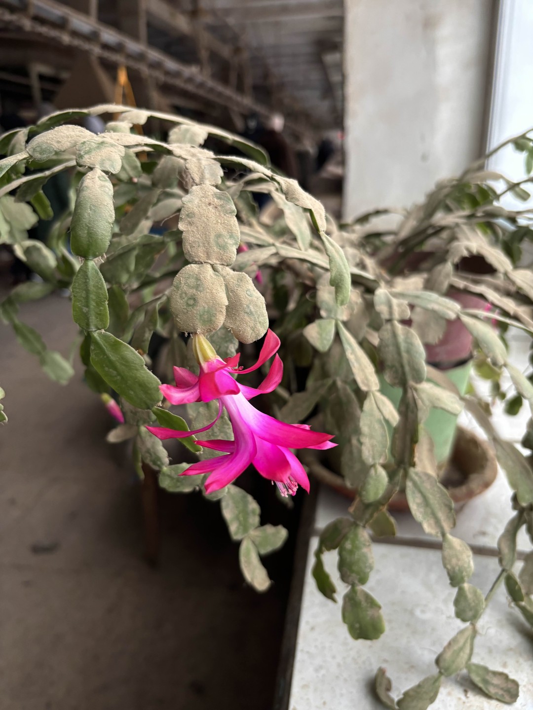 Кто придумал валенки? Групповая экскурсия (Юлия)