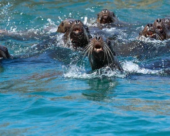 Морская прогулка к сивучам, Невельск и Холмск