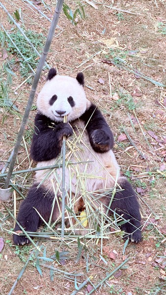 у нас был стыковочный рейс и 10 часов в Чэнду! потрясающая экскурсия. гид Софья💥💥💥 очень милая и приятная! съездили к пандам и в старый город!