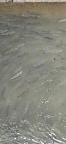 Фото отзыва 1: экскурсия "Большая обзорная экскурсия «Вся Прага одним днем»"