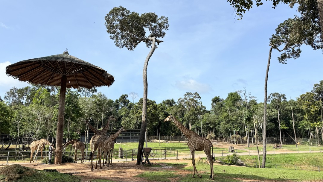 Экскурсия топ! Для нас был важен сафари, пляж со звездами без нудной исторической части и храмов