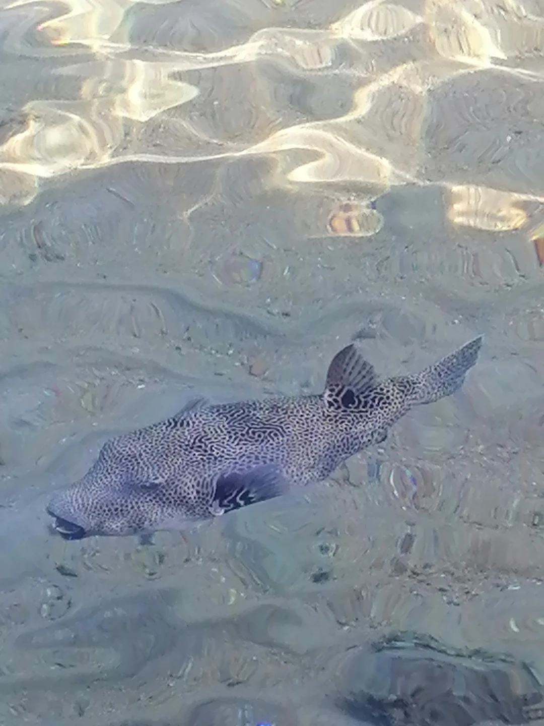 Очень хотелось бы поблагодарить нашего гида Валида за увлекательную экскурсию в мир Древнего Египта, которую он