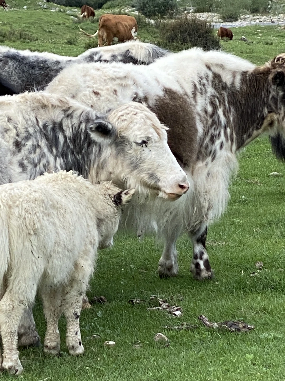 Замечательное путешествие! В республике Алтай я провела 8 дней, но, если бы я не поехала на