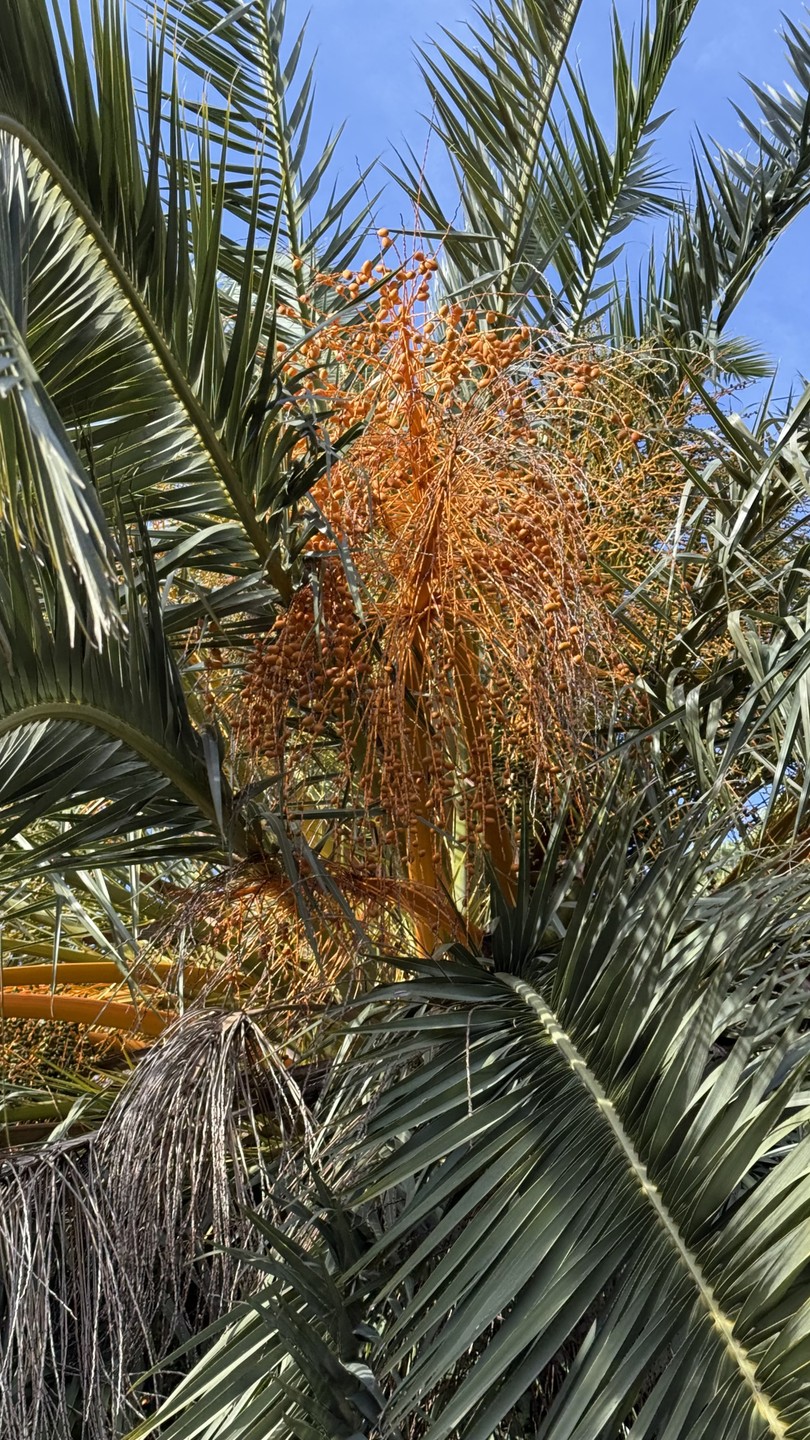 Квест-экскурсия по центру Сочи (Николай)