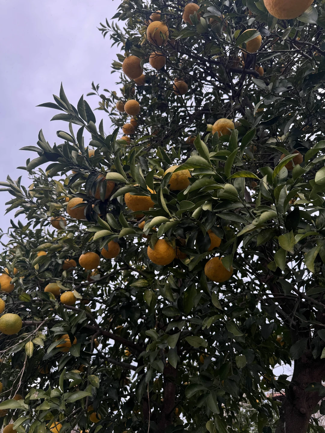 Сегодня были на экскурсии и остались под огромным впечатлением! Место просто прекрасное! Тамаз показал свой сад,