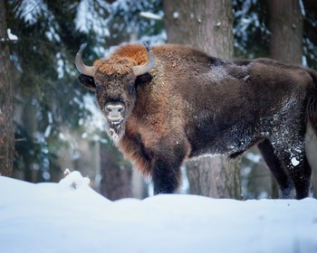 Программа на выбор: катание на лыжах или сноуборде или прогулка к Камышлинскому водопаду и Зубровый заказник