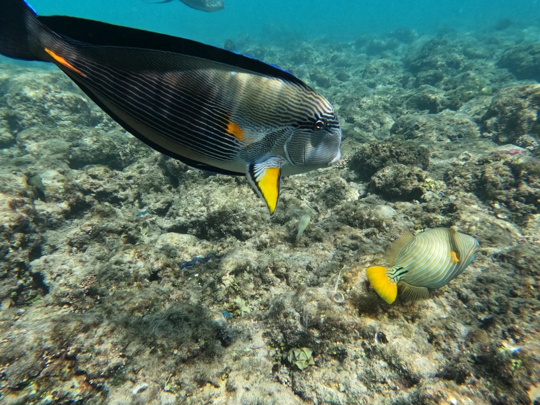 Отличный день в компании с Мустафой. Экскурсия по заповеднику, коралловая стена, которую не увидеть без сопровождения