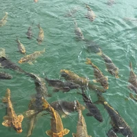 Фото отзыва 3: экскурсия "Из Дубая — к горному курорту Хатта"