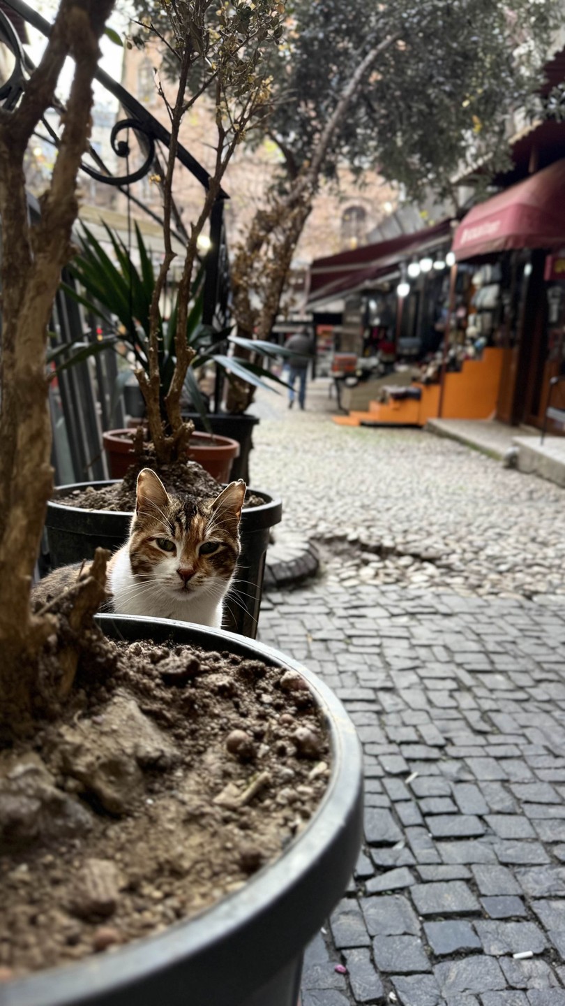 Богемный Стамбул (Анна)