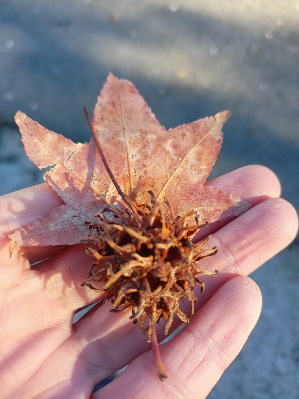Место, где гуляли динозавры: прогулка по Колхидскому лесу в Сочи (4/14)