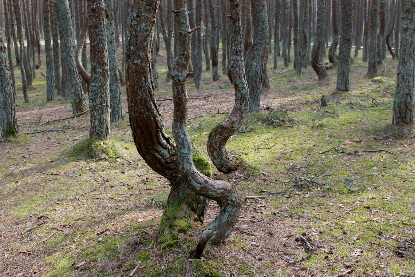 Из Калининграда - на Куршскую косу и в Зеленоградск