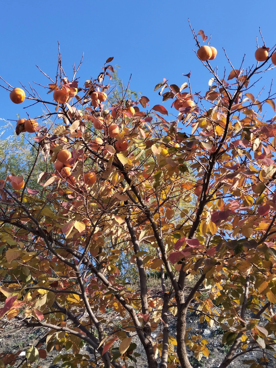 Полный восторг!!! Всем советую гида Нурмагомеда. Гостили в Махачкале с бабушкой 85 лет, её сестрой 87