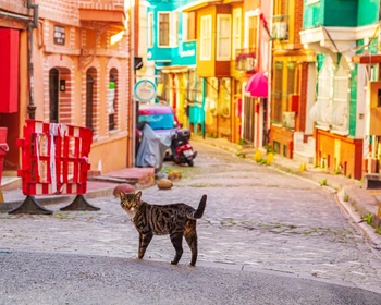 Мечеть Сулеймание, районы Фенер и Балат, храм Святого Стефана, мечеть Чамлыджа