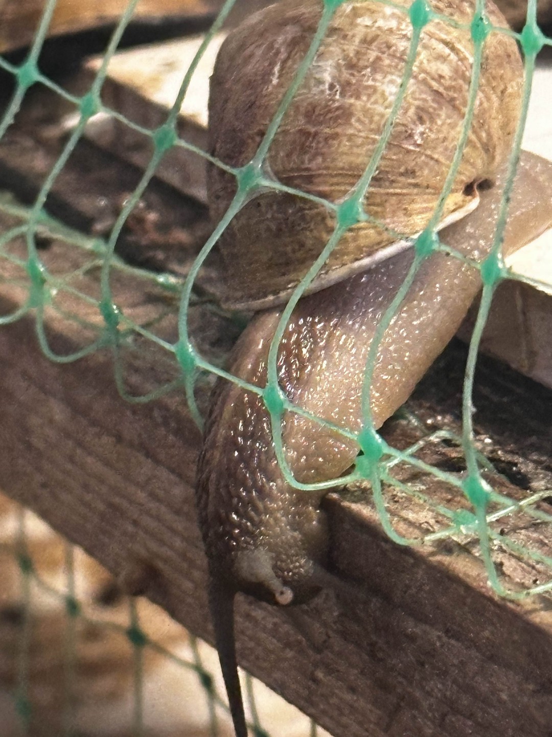 Гастроэкскурсия по первой улиточной ферме в Адлерском районе (Мария)