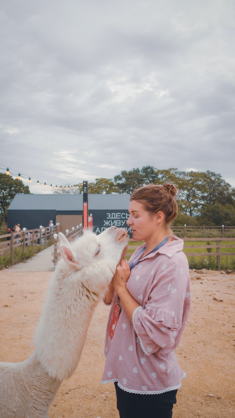 На ферму альпак — из Владивостока (14/16)