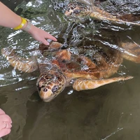 Фото отзыва 3: экскурсия "Визитные карточки Шри-Ланки: Форт Галле, речное сафари и черепахи"