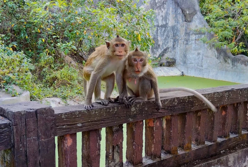 Из Паттайи - в мир дикой природы: зоопарк Кхао Кхео
