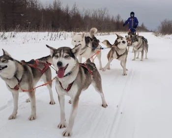 Прогулка по этнодеревне и катание в упряжках
