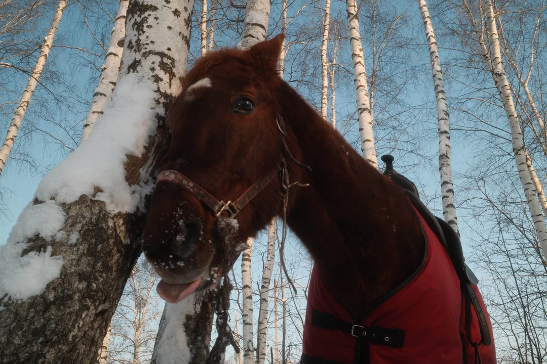 Вышла добрая поездка на лошадях в сопровождении бодрого пса Швондера. Очень хотелось посмотреть на нормальную русскую
