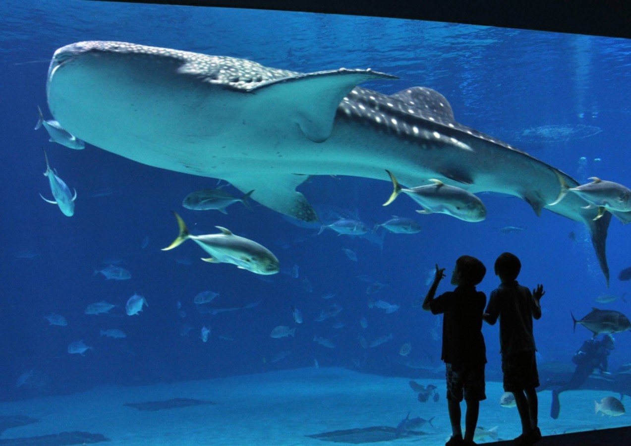 Аквариум «Флория»: загадочный мир океана