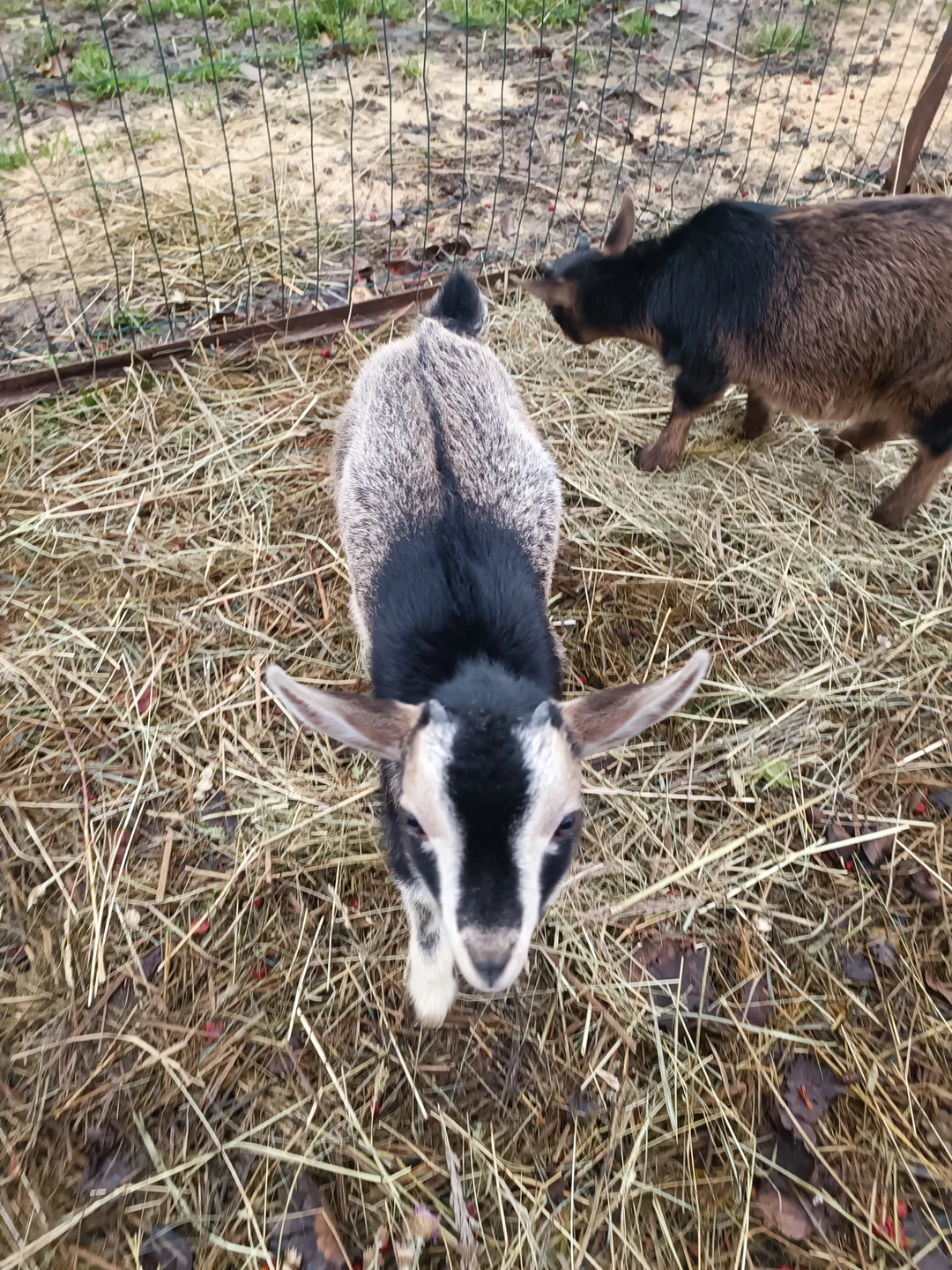 Посещение питомника с собаками хаски стало настоящим праздником души! Нас встретили дружелюбные хозяева Александр и Анастасия