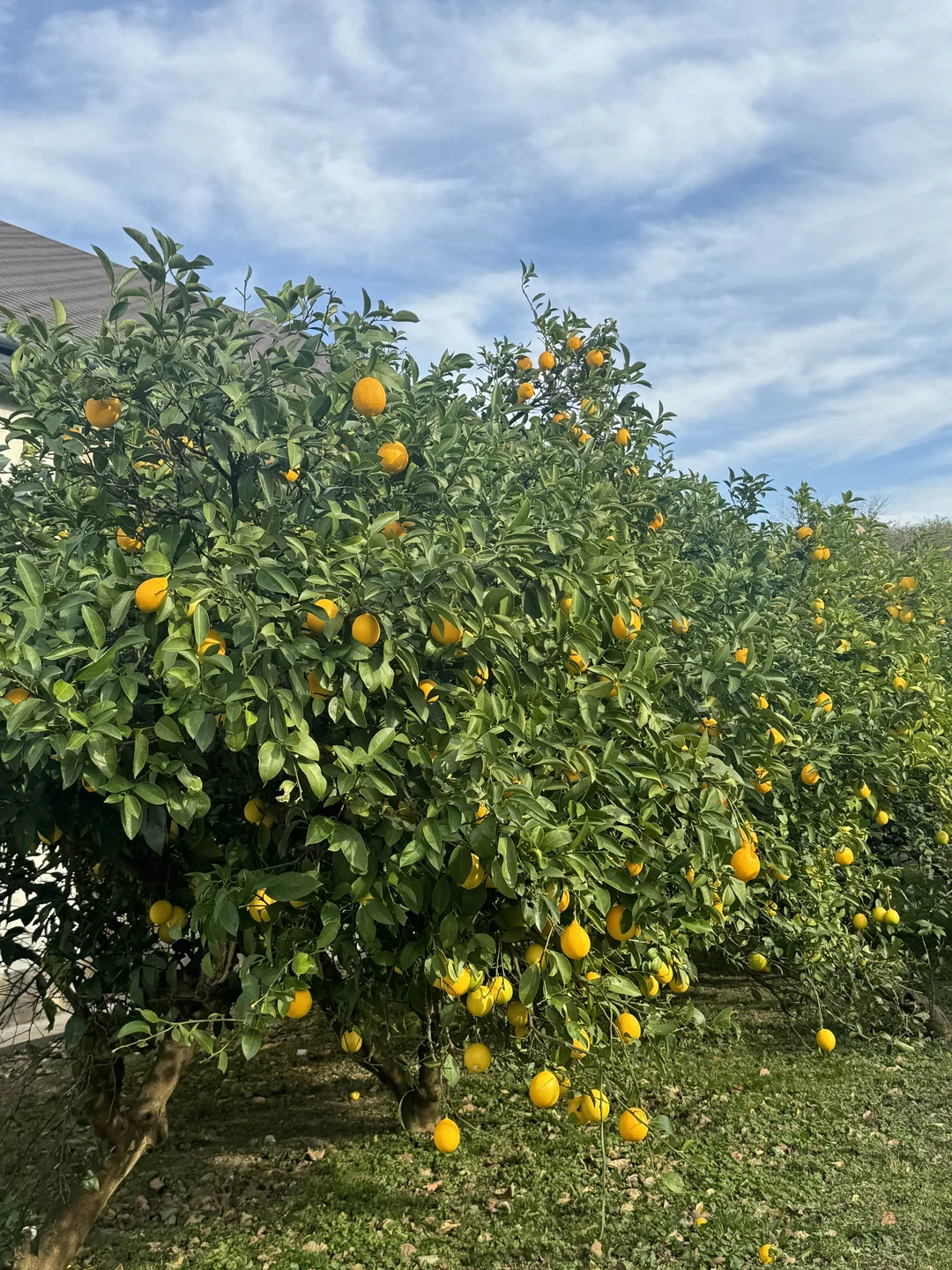 Вчера были на экскурсии с гидом Славиком, все очень понравилось! Интересные рассказы об истории Абхазии, невероятная