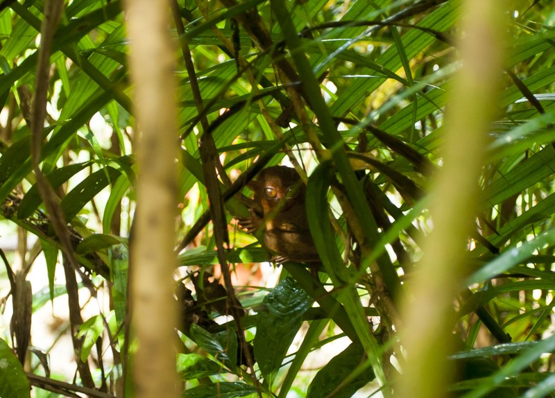 Экзотика острова Бохол