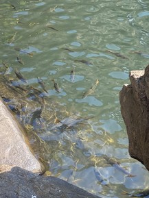 Фото отзыва 1: экскурсия "Весь Гоа за один день: групповая экскурсия"