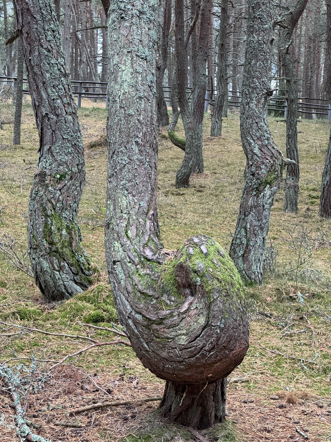 На Куршскую косу с опытным гидом - из Калининграда (Анна)