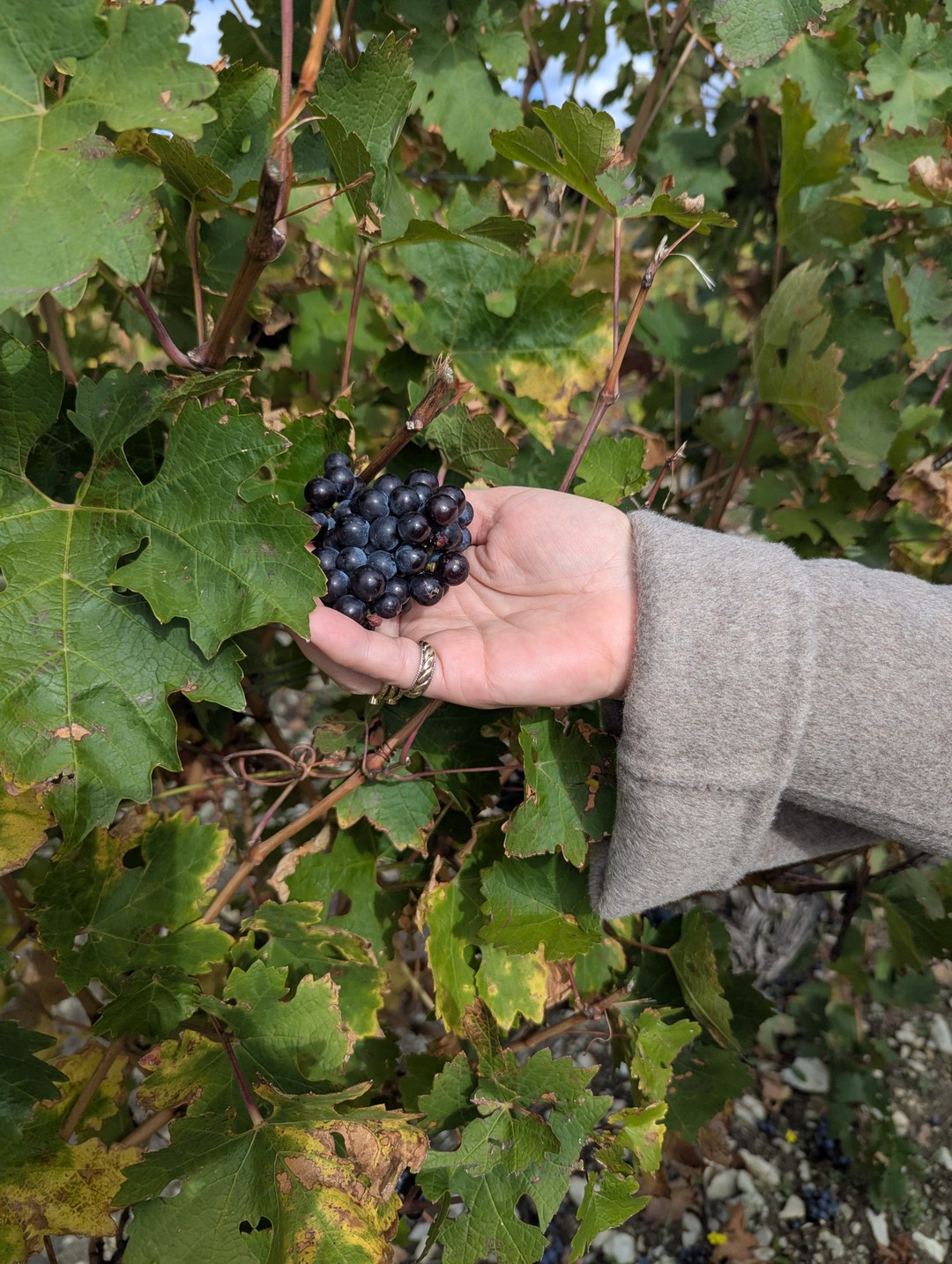 Город мечты Геленджик (Александр)