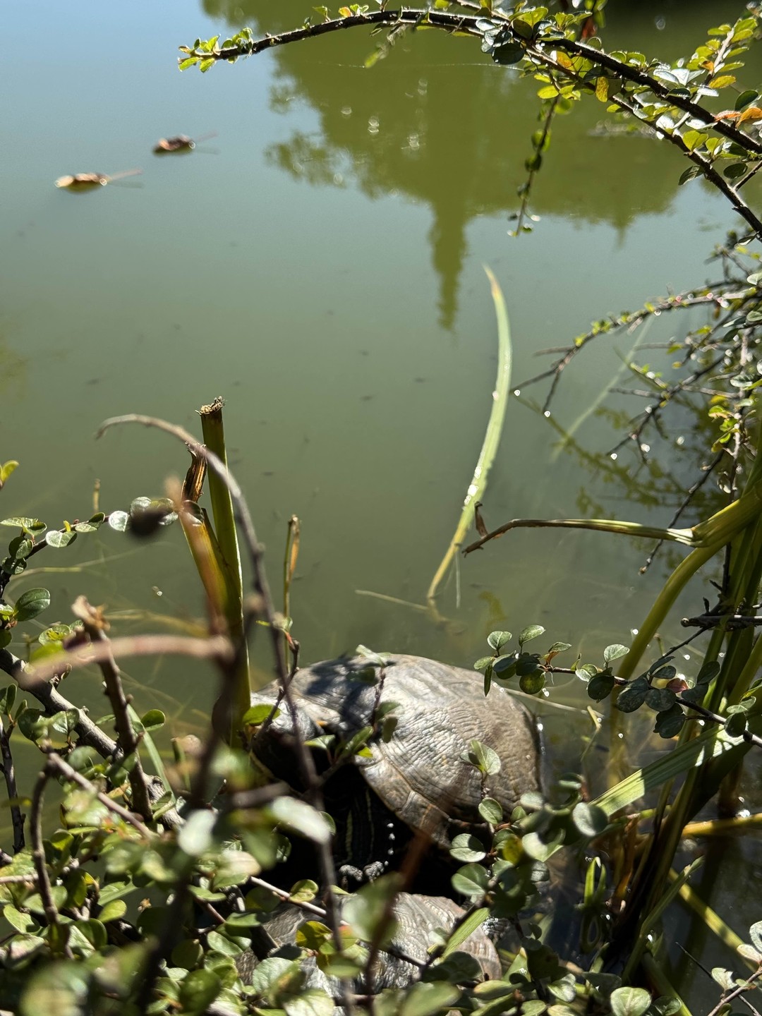 Вкусный Сочи: историко-гастрономическая прогулка (Кирилл)